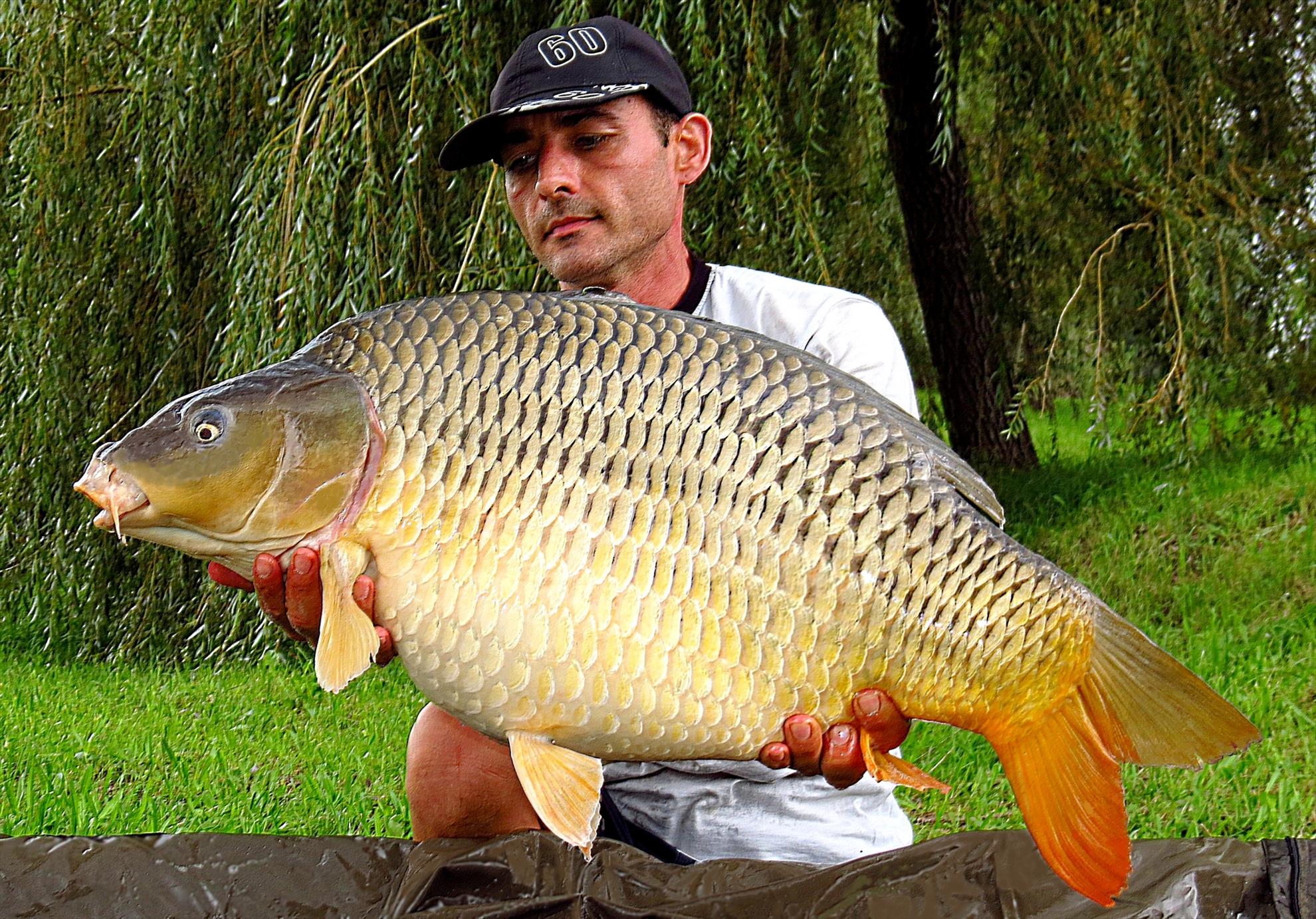 Palici Sep.2014 - img6130-012-comun-1407-kg-la-1625.JPG